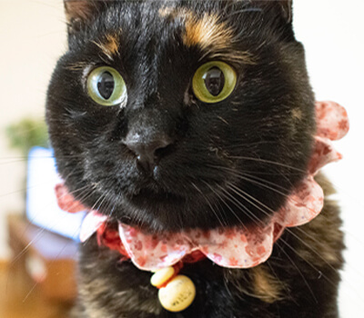 飼い猫のクリンちゃん