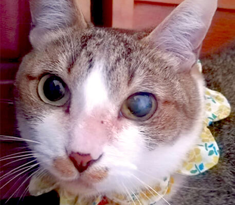 飼い猫のららちゃん