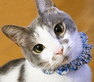 飼い猫のマシューくん